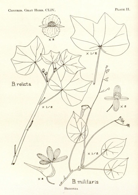 B. relicta